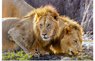 Male Lions Lapping At Scarce Water