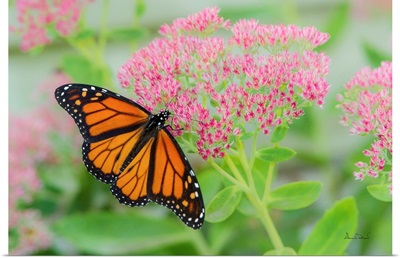 Monarch Butterfly On Pink Sedum
