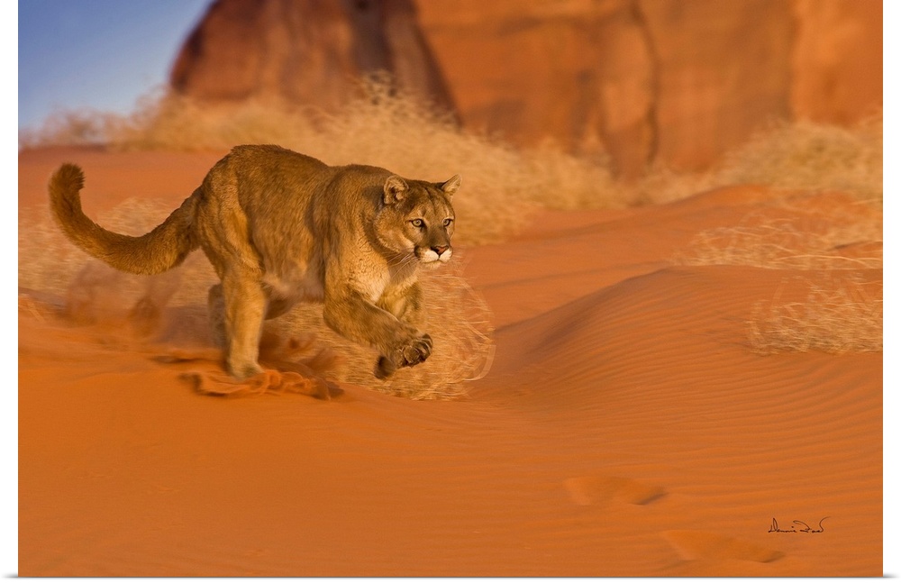 Mountain Lion (Felis concolor) racing through sand in Monument Valley, Arizona, USA.