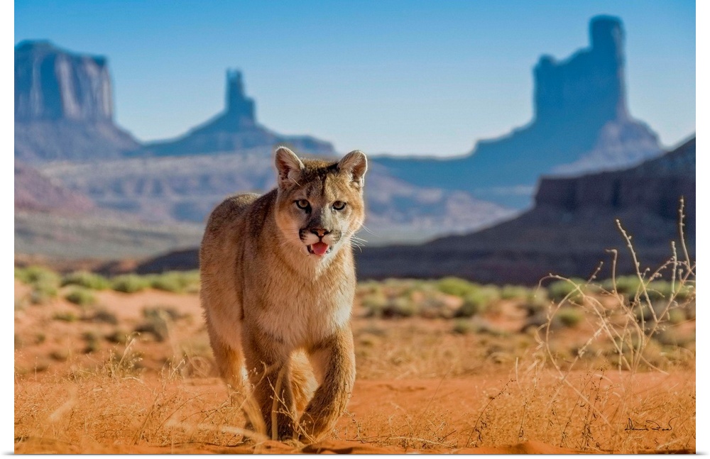 Young Mountain Lion (Felis concolor) in Monument Valley with The Mittens in the background, Arizona, USA.