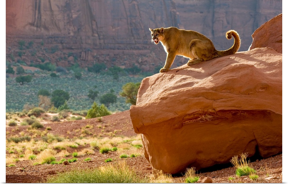 Mountain Lion (Felis concolor) backlit in cliff setting in Monument Valley, Arizona, USA.