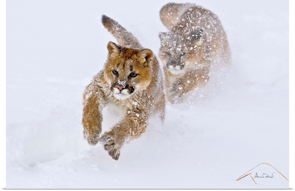 Young Mountain Lion (Felis concolor) cubs chasing in play near Bozeman Montana, USA.