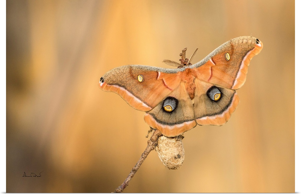 POLYPHEMUS MOTH (Antheraea polyphemus) newly emerged from its cocoon.