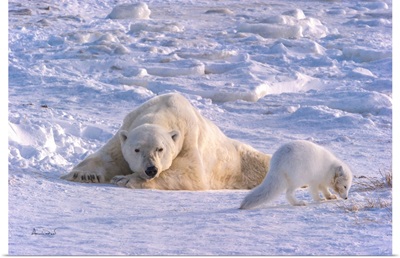 Polar Bear And Arctic Fox Together