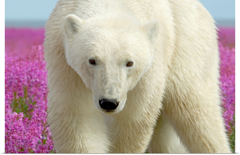 Polar Bear in fireweed on an island off the sub-Arctic coast of Hudson Bay, Churchill, Manitoba, Canada stares intently at...