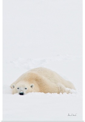 Polar Bear Cooling Off After Wrestling Match