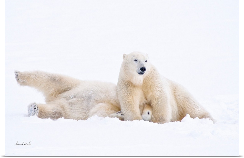 Down for the count polar bears play wrestling on sub-arctic Hudson Bay ice and snow, Churchill, MB, Canada.