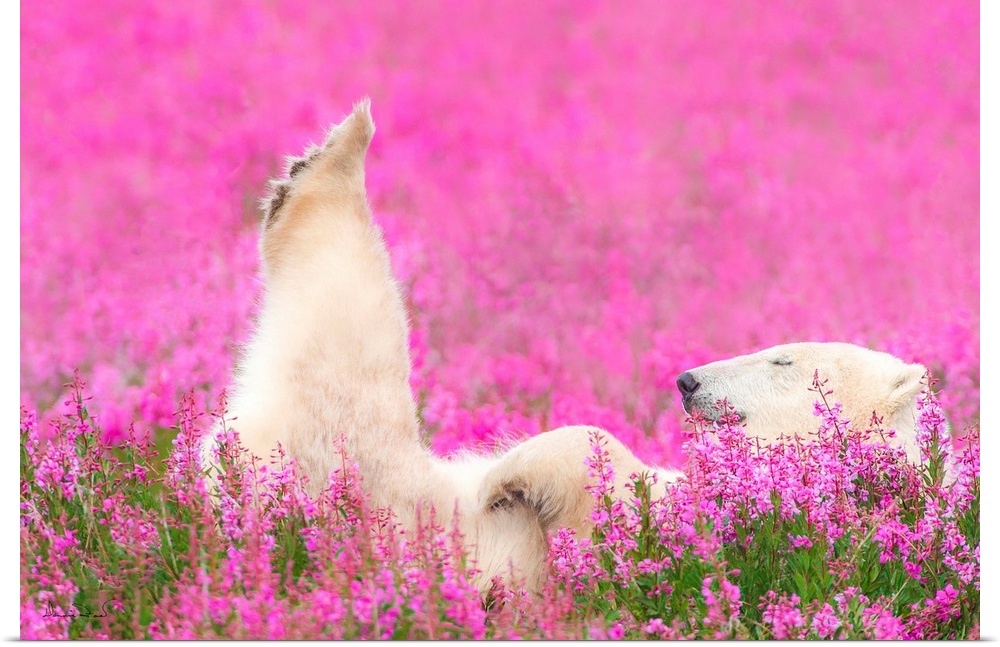 Polar Bear (Ursus maritimus) near the Hudson Bay Coast, Manitoba, Canada, getting a leg up in a field of fireweed flowers ...