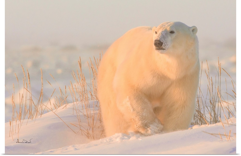 Polar Bear on Hudson Bay Coast, Manitoba, Canada bathed in the warm light of dawn.
