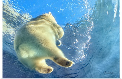 Polar Bear Heading Up For Air, Assiniboine Park Zoo, Winnipeg, Manitoba