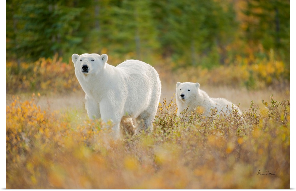Polar Bear (Ursus maritimus) mother and cub near the  Hudson Bay Coast, Manitoba, Canada, approaching in a gorgeous Fall s...