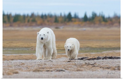 Polar Bear Mother And Cub Approaching On A Gravel Beach In Fall