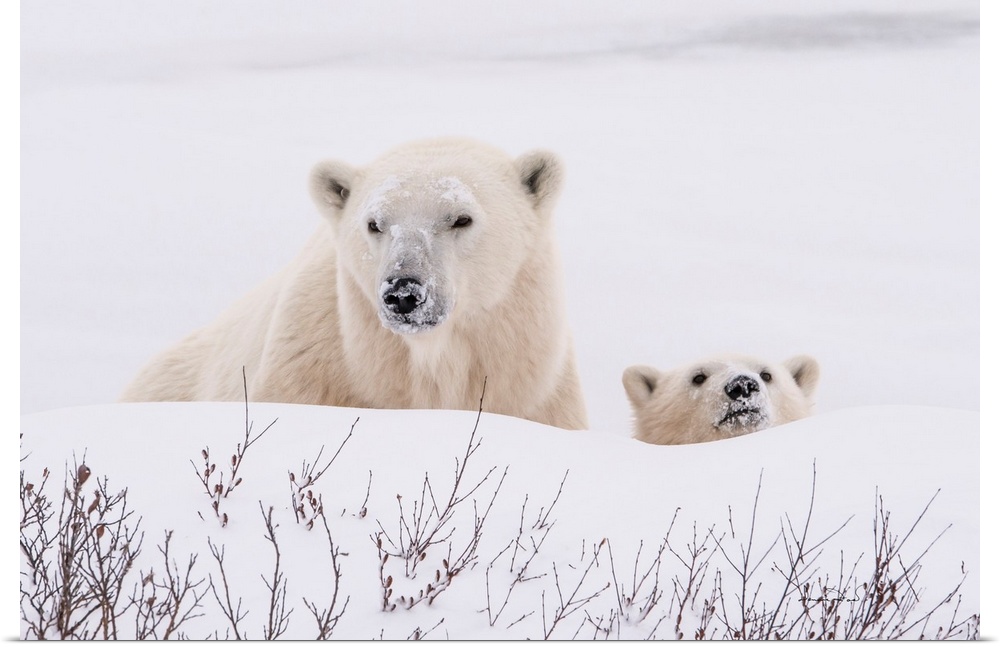 Polar Bear (Ursus maritimus) mother and cub near the  Hudson Bay Coast, Manitoba, Canada, cautiously eyeing the photographer.