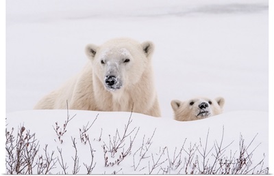 Polar Bear Mother And Cub Peer Over A Snow Bank