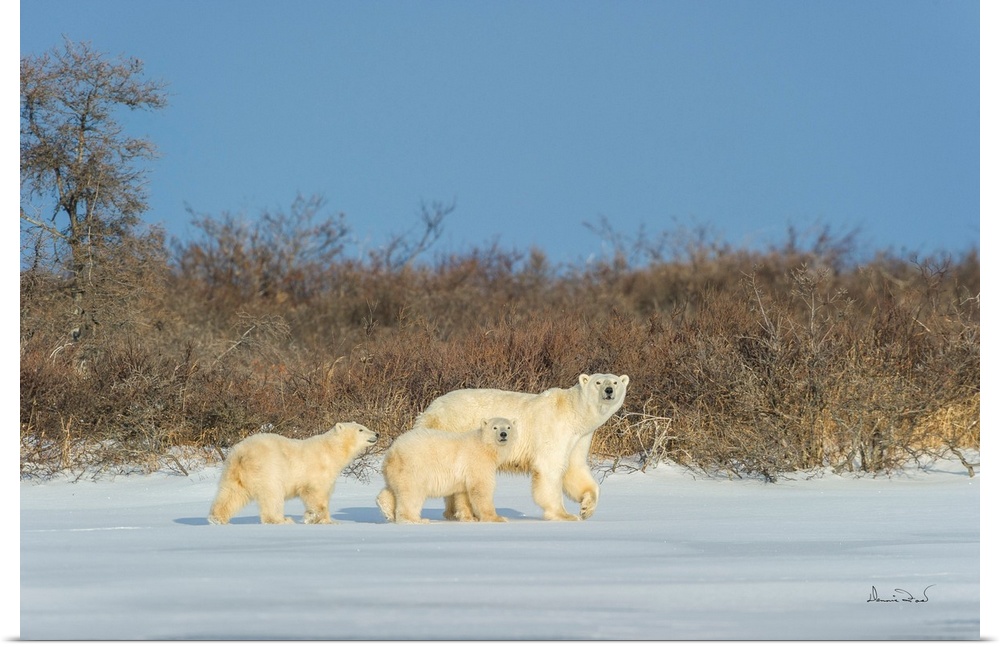 Polar bear mother and cub exploring a tundra lake while waiting for sea ice to form on Hudson Bay, Churchill, Manitoba, Ca...