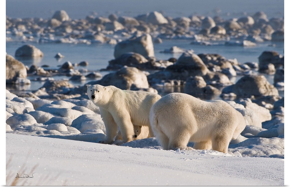 Polar Bear (Ursa maritimus) mother defending her cub on sub-Arctic Hudson Bay ice and snow, Churchil, Manitoba, Canada.