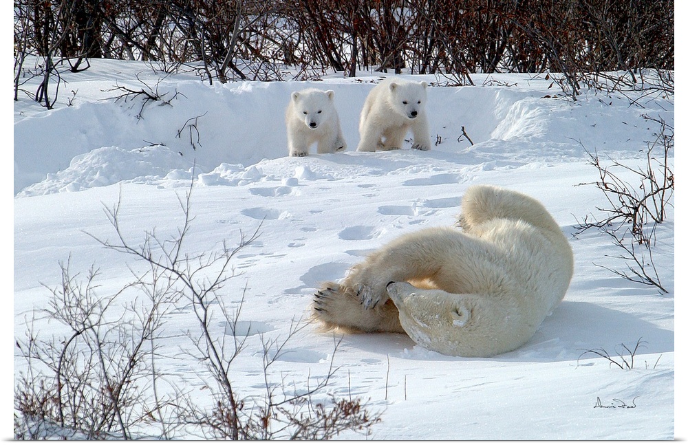 Twin polar bear cubs (COY) watch mother having a long stretch after first emerging from their den in Wapusk National Park,...