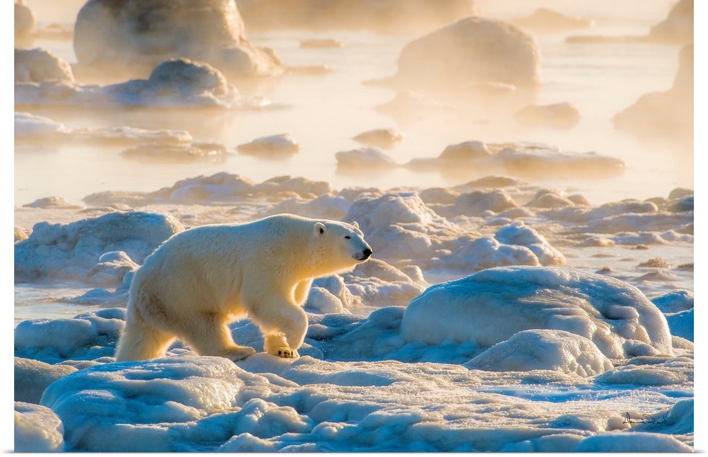 Polar Bear on Hudson Bay Coast, Manitoba, Canada bathed in the warm glow of dawn lighting up the fog.