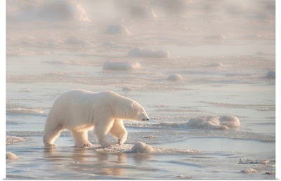 Polar Bear On Foggy Sea Ice Setting