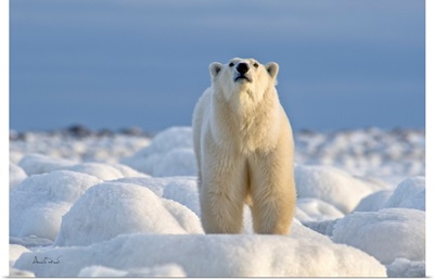 Polar Bear On Intense Alert