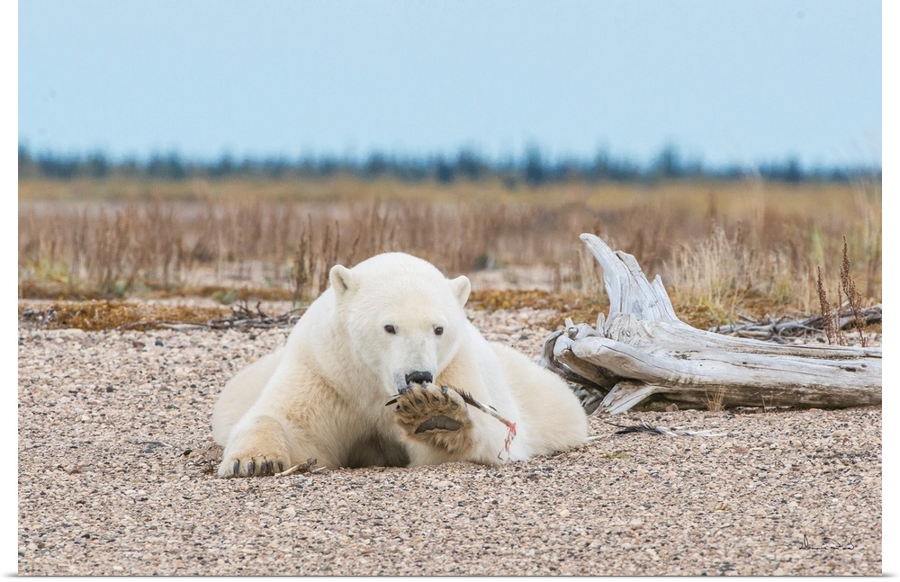 Polar Bear (Ursa maritimus) playing with a goose feather on sub-arctic Hudson Bay , Nsnuk Lodge, MB, Canada