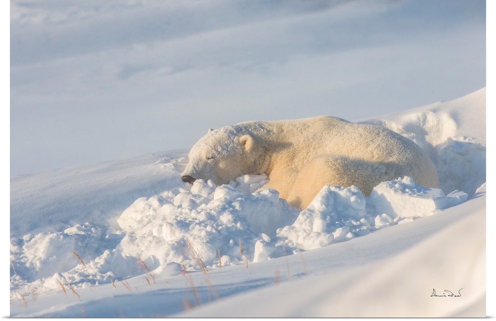 Polar Bear (Ursus maritimus) asleep in its comfortable bed after riding out a snowstorm on the Hudson Bay Coast, Manitoba,...