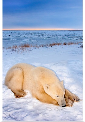 Polar Bear Sunset Nap