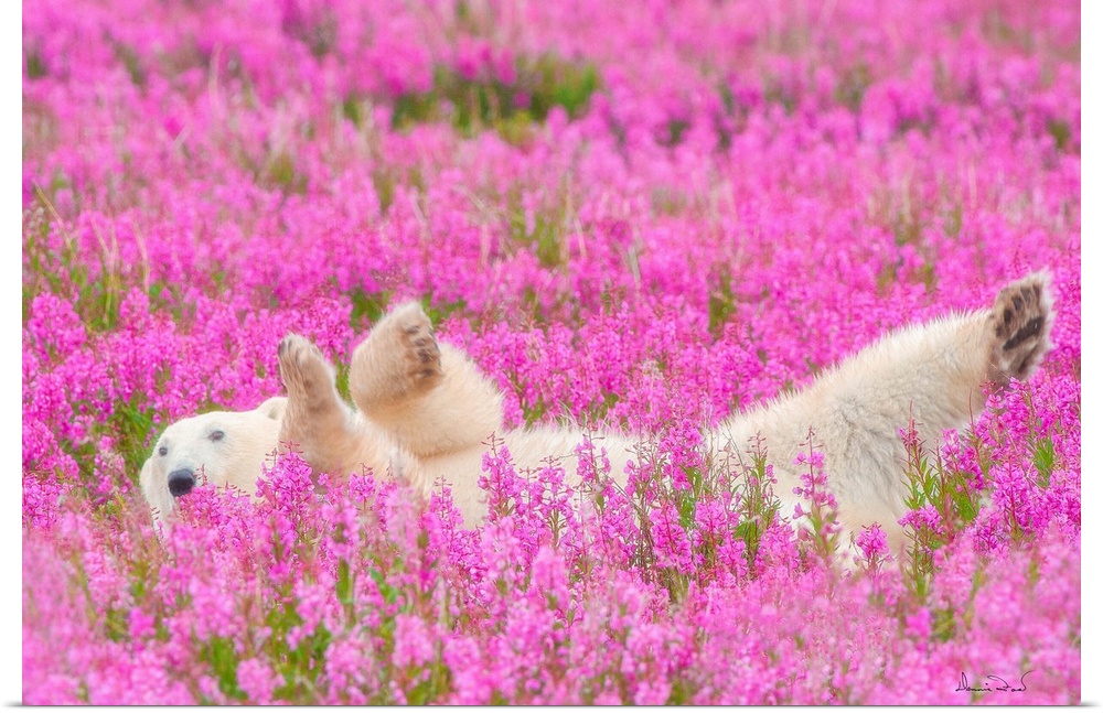 Polar Bear relaxing in a field of pink fireweed. This image was named one of the top 50 in the world as published by My Mo...