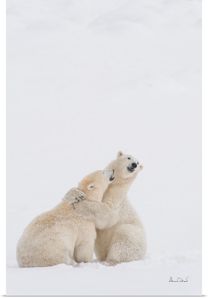 Polar bears in a  friendly wrestling embrace on sub-Arctic Hudson Bay ice and snow, Churchill, MB, Canada.