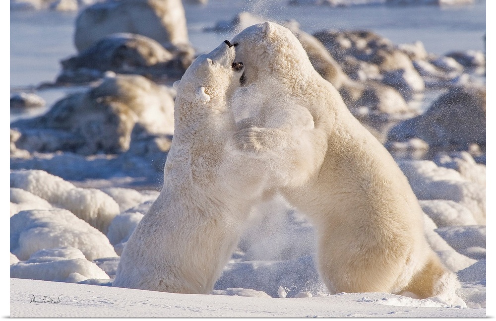 Polar Bears (Ursa maritimus) play wrestling for supremacy on sub-arctic Hudson Bay ice and snow, Churchill, MB, Canada