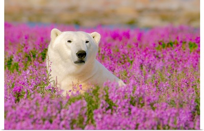 Polar Bears Posing In A Field Of Pink Fireweed