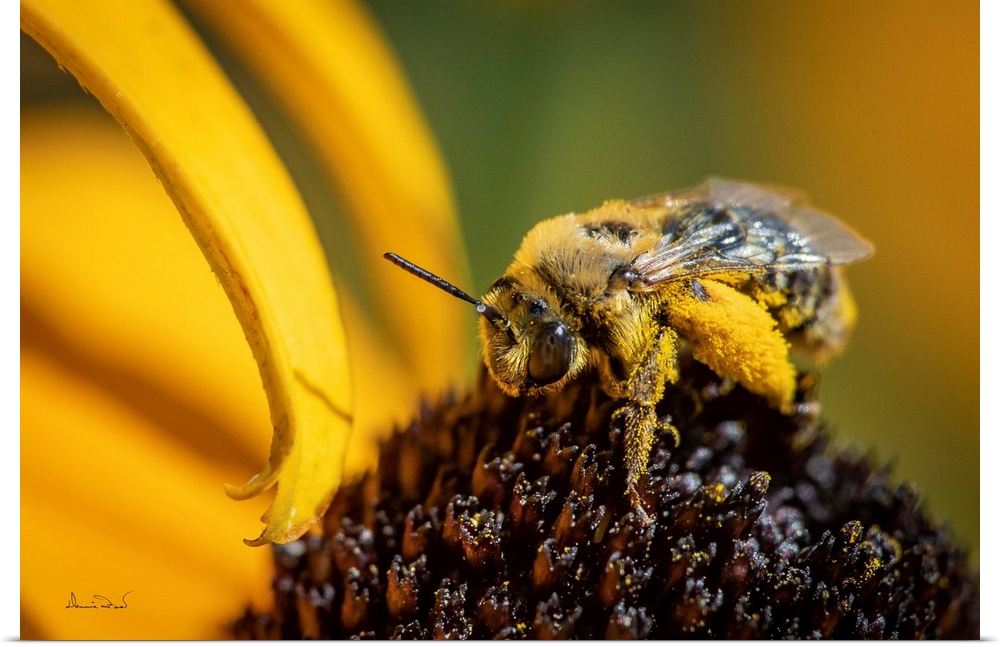 Native Manitoba wild bee feeding on sneezeweed (Helenium autumnale), and becoming covered in pollen in the process.