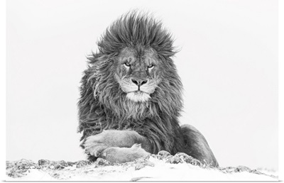 Rare Barbary Lion In Relaxed Pose