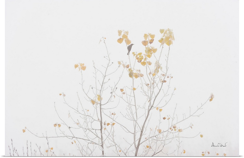 Rusty Blackbird (Euphagus carolinus) migration stop on trembling aspen (Populus tremuloides) in autumn fog and hoarfrost n...