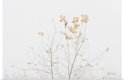 Rusty Blackbird On Trembling Aspen In Fog And Hoarfrost