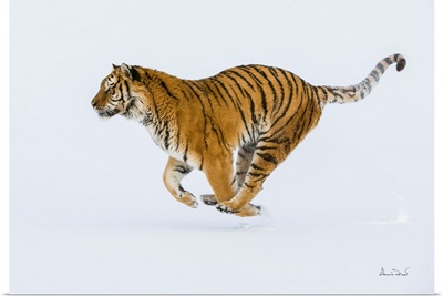 Siberian Tiger On The Run