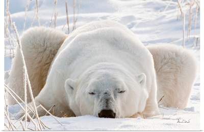 Sleepy Polar Bear Ready To Pounce