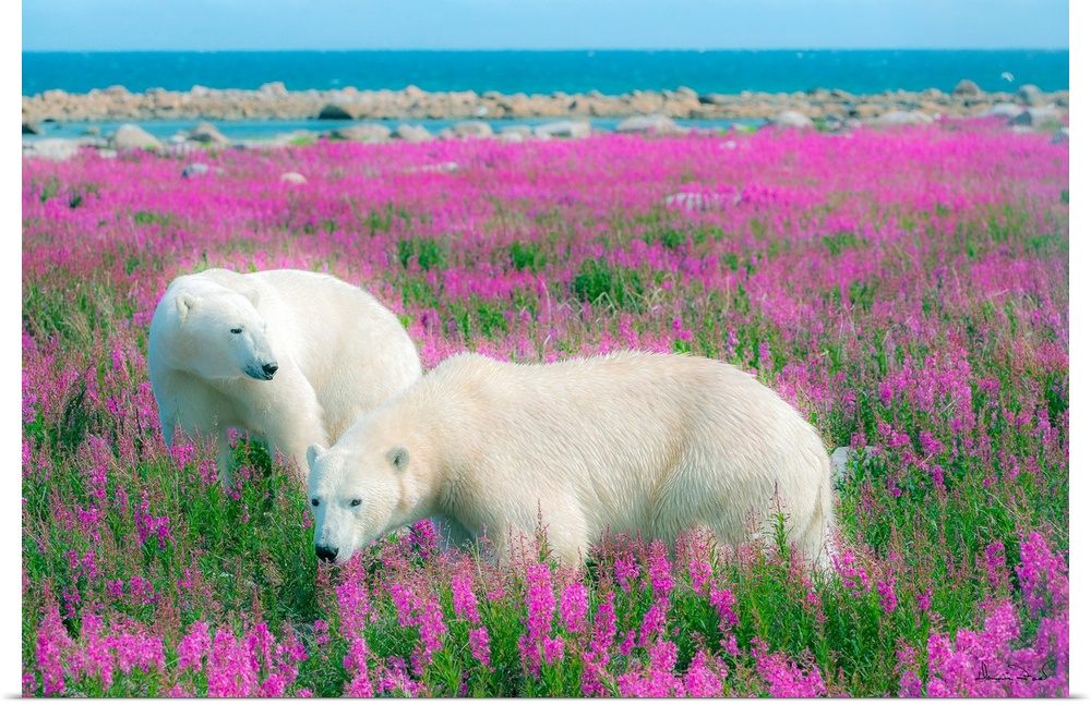 Two Polar Bears near the Hudson Bay Coast, Manitoba, Canada, looking for a resting spot in a field of pink fireweed flower...