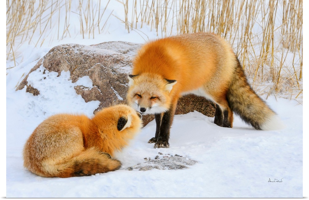 Red Foxes (Vulpes vulpes) in friendly greeting at Seal River Lodge, Churchill, MB, Canada.