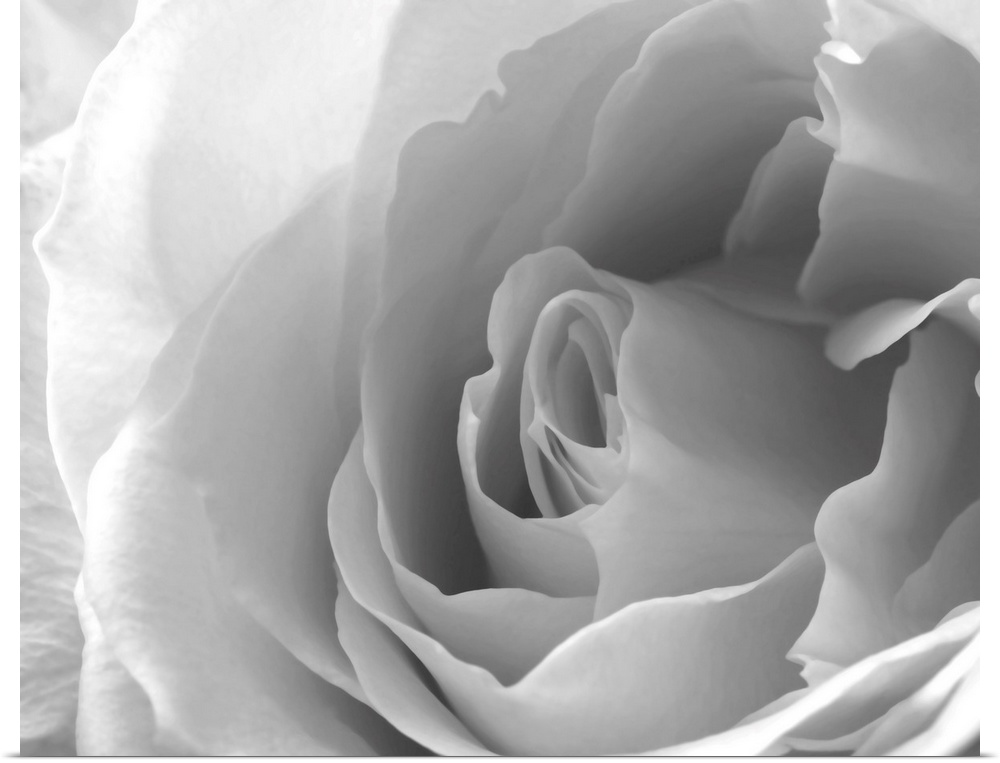 A close up of a white rose blossom in black and white.