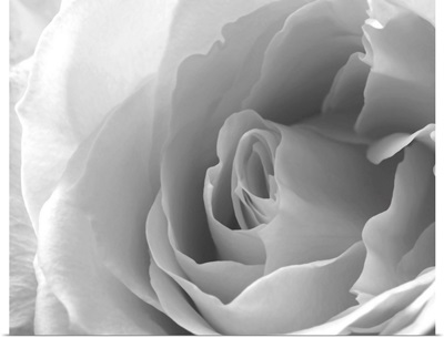 A Close Up White Rose In Black And White
