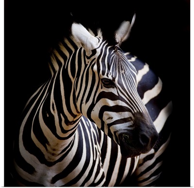 A Headshot Of A Burchell's Zebra