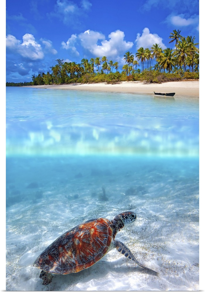 Green sea turtle and tropical beach above and below water.