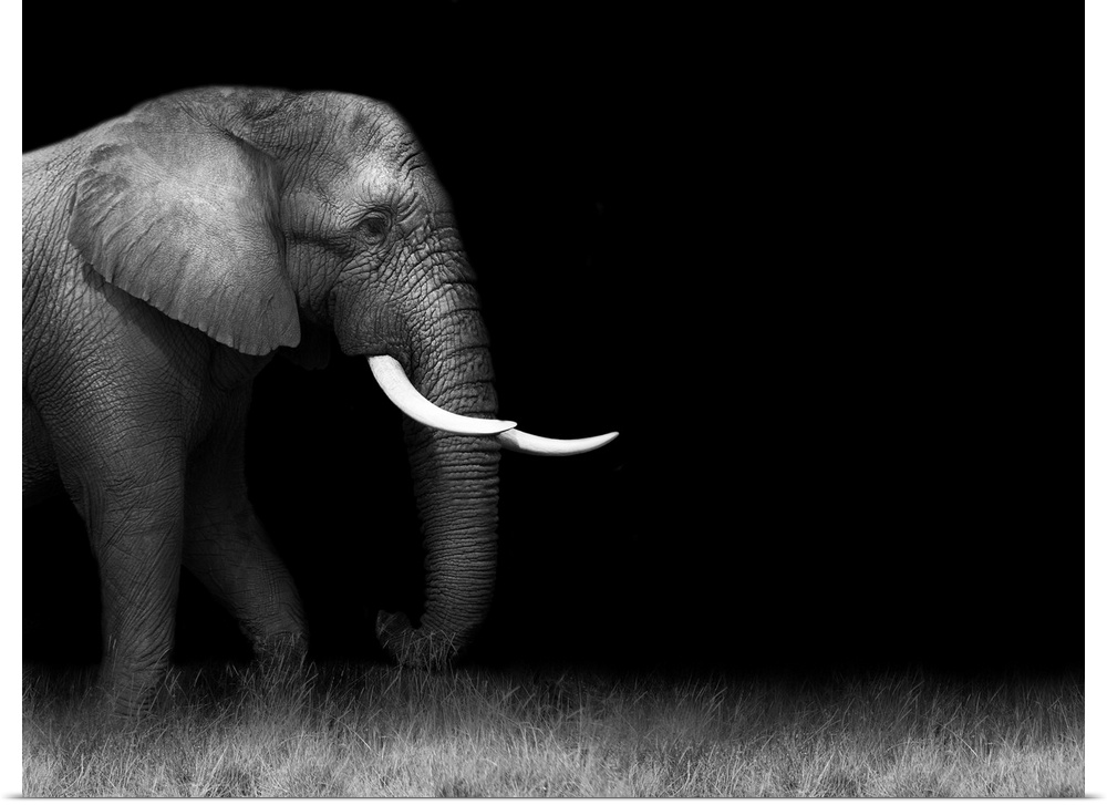 Wild African elephant in monochrome.