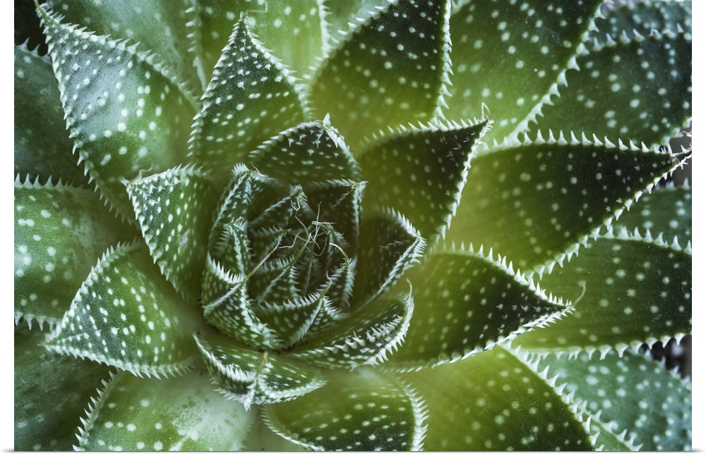 Abstract details of a green aloe Aristata succulent plant forming beautiful textures.