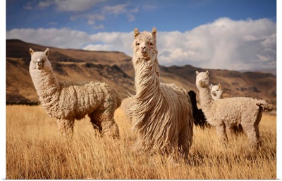 Alpacas In Andes Mountains, Peru
