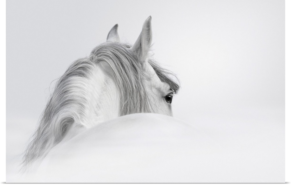Gray Andalusian horse in the mist.