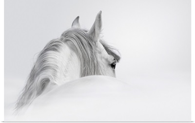 Andalusian Horse In Mist