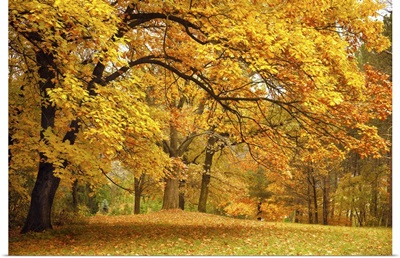 Autumn Gold Trees In A Park