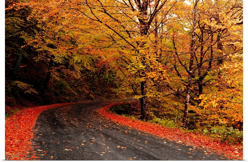 Autumn landscape with a beautiful road and colored trees.